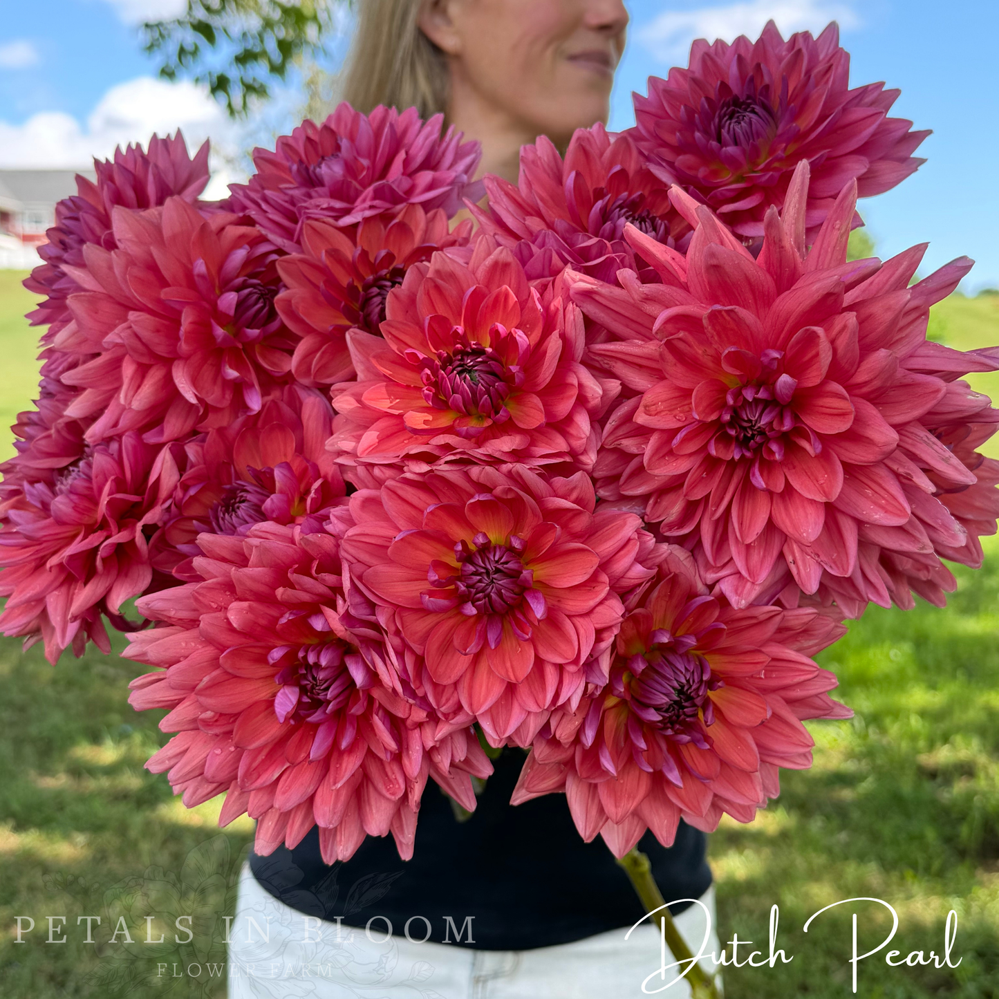 
                  
                    Dutch Pearl Dahlia Tuber
                  
                