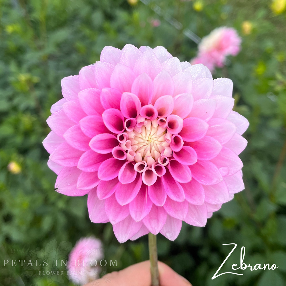 Zebrano Dahlia Tuber