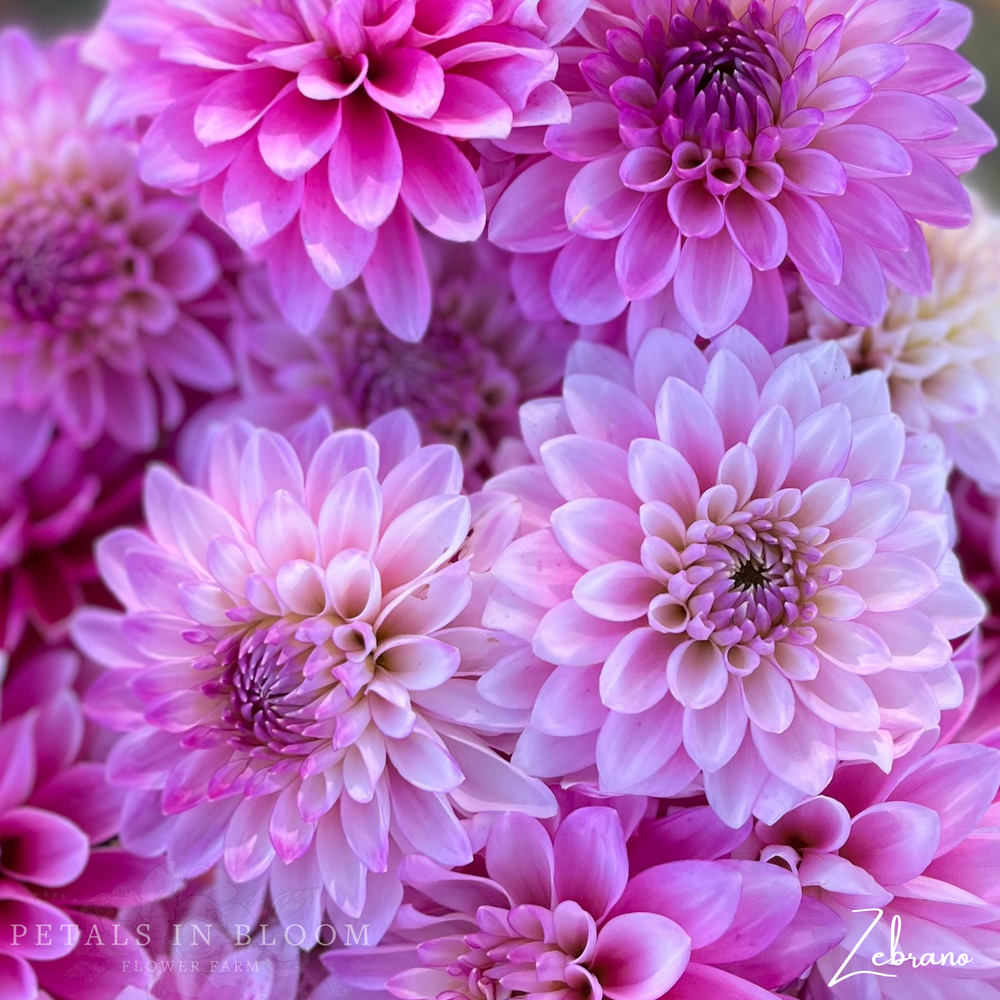 
                  
                    Zebrano Dahlia Tuber
                  
                