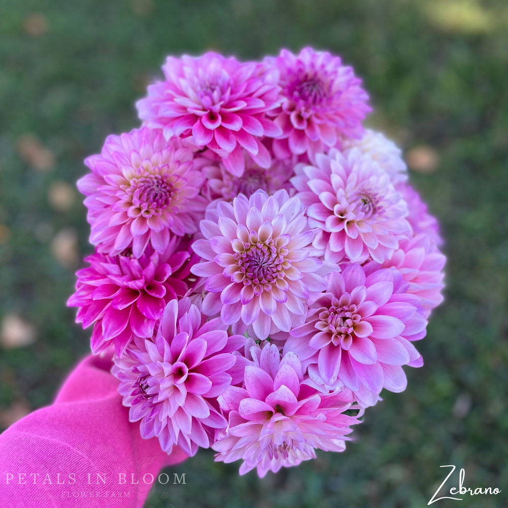 Zebrano Dahlia Tuber