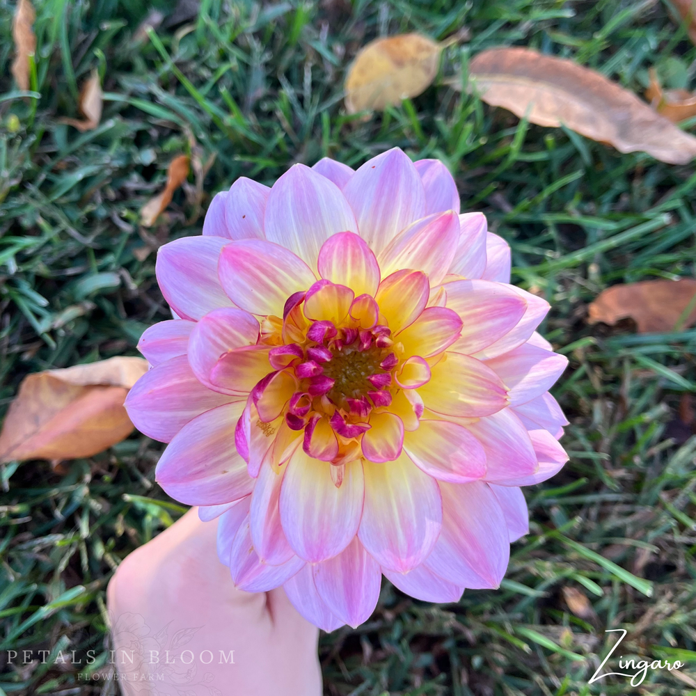 
                  
                    Zingaro Dahlia Tubers
                  
                