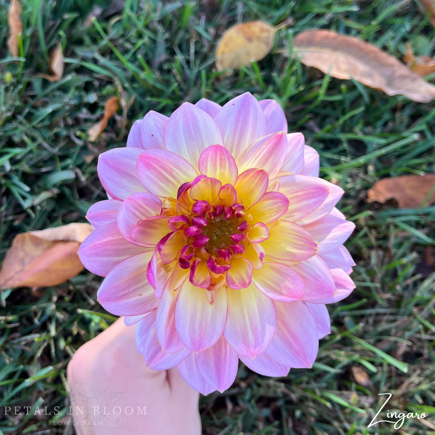 
                  
                    Zingaro Dahlia Tubers
                  
                