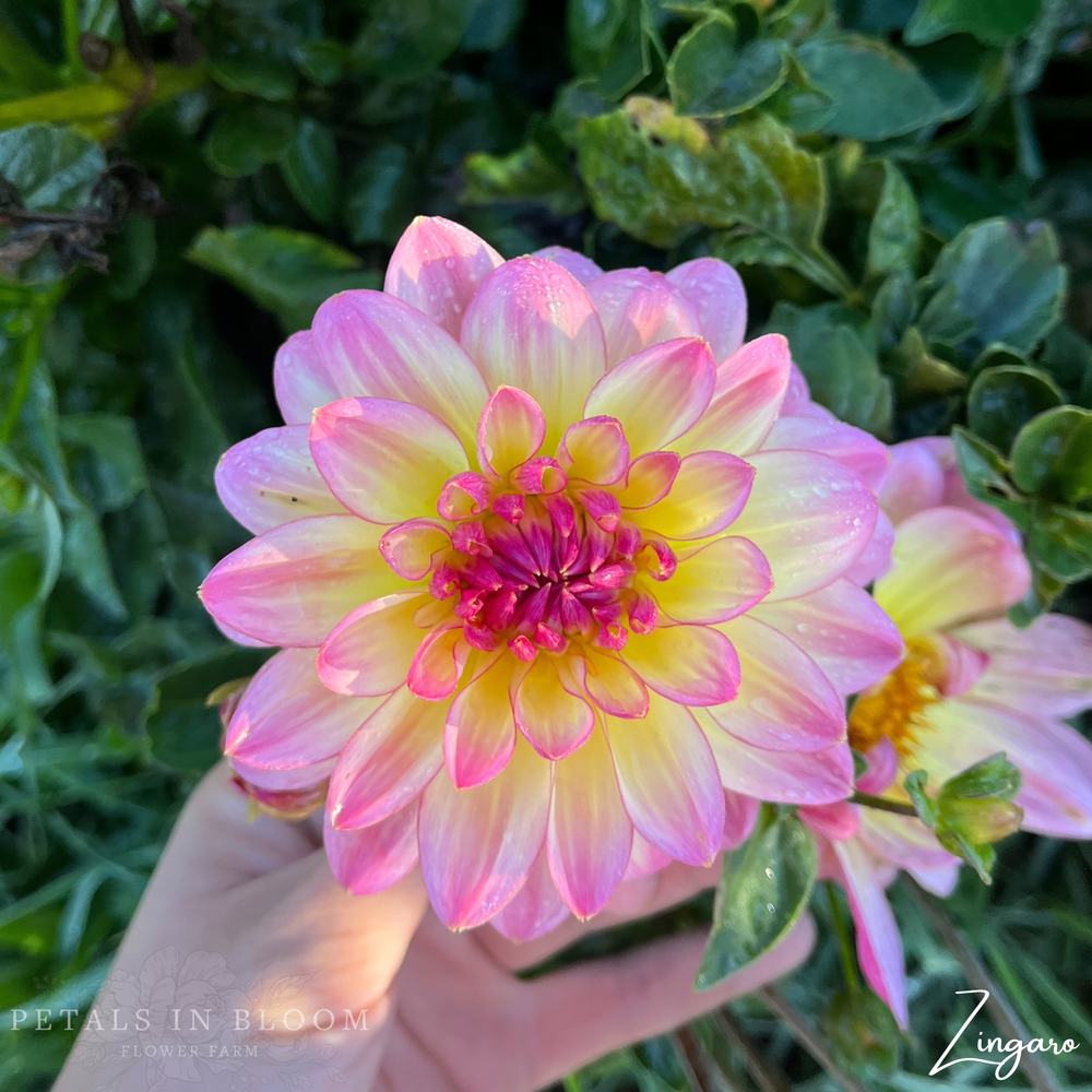 Zingaro Dahlia Tubers