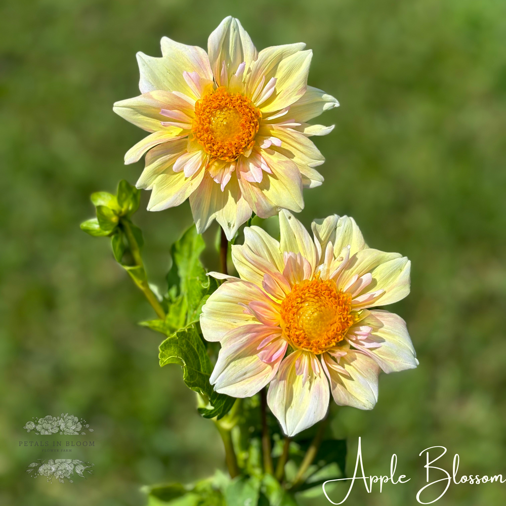 Apple Blossom Dahlia Tubers