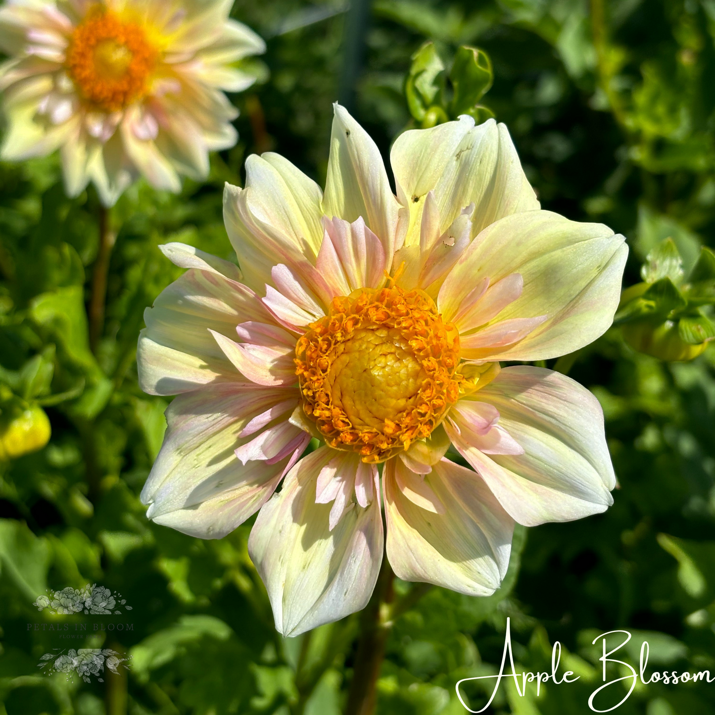 
                  
                    Apple Blossom Dahlia Tubers
                  
                