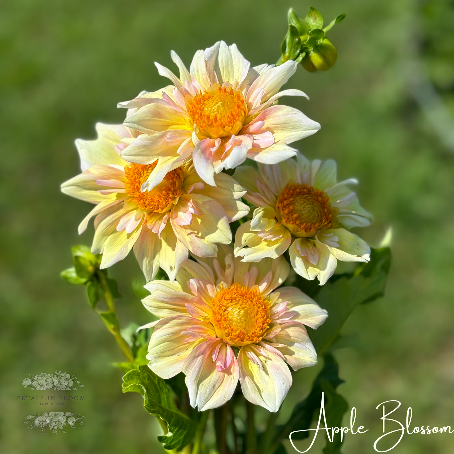 
                  
                    Apple Blossom Dahlia Tubers
                  
                