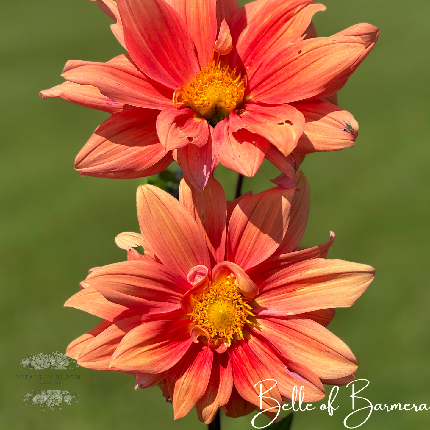 
                  
                    Belle of Barmera Dahlia Tubers
                  
                