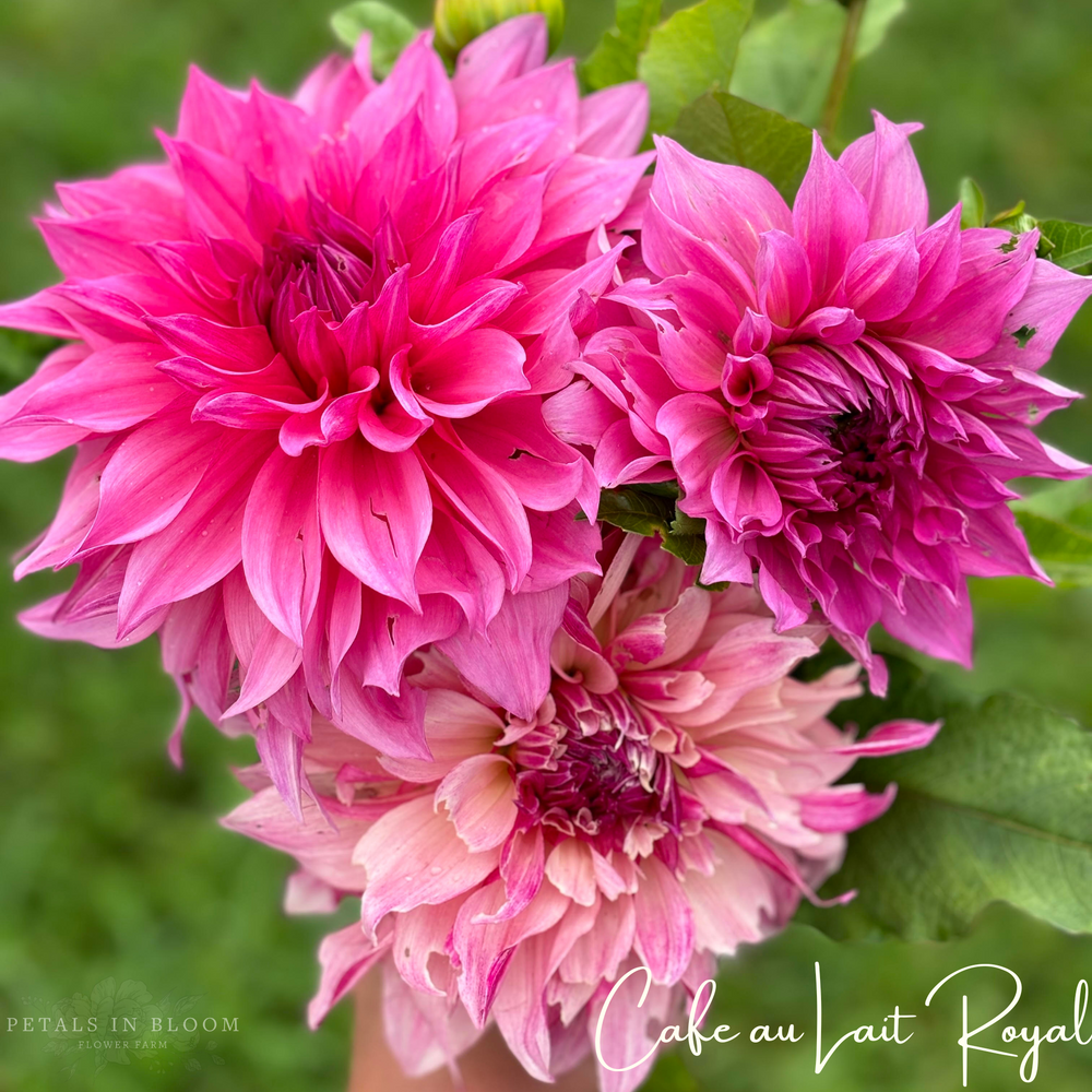 
                  
                    Cafe au Lait Royal Dahlia Tuber
                  
                