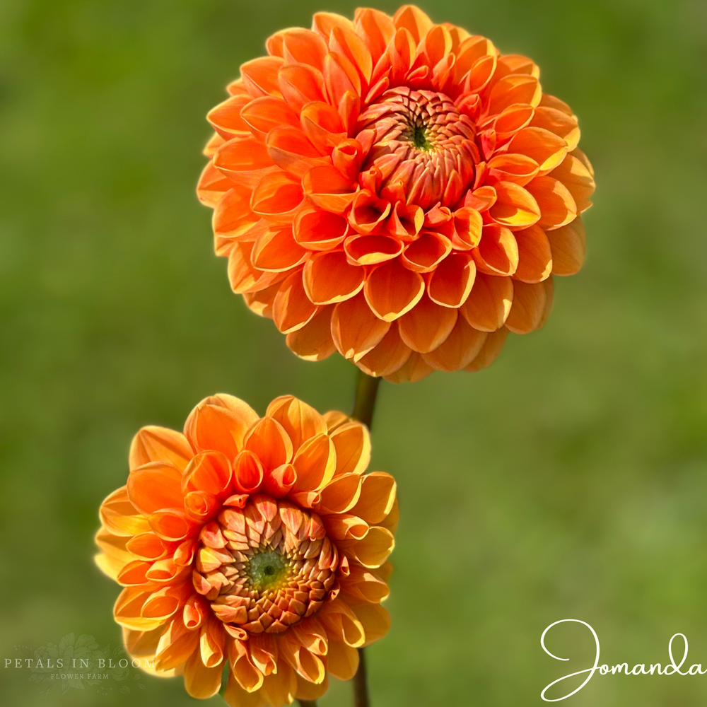 
                  
                    Jomanda Dahlia Tuber
                  
                