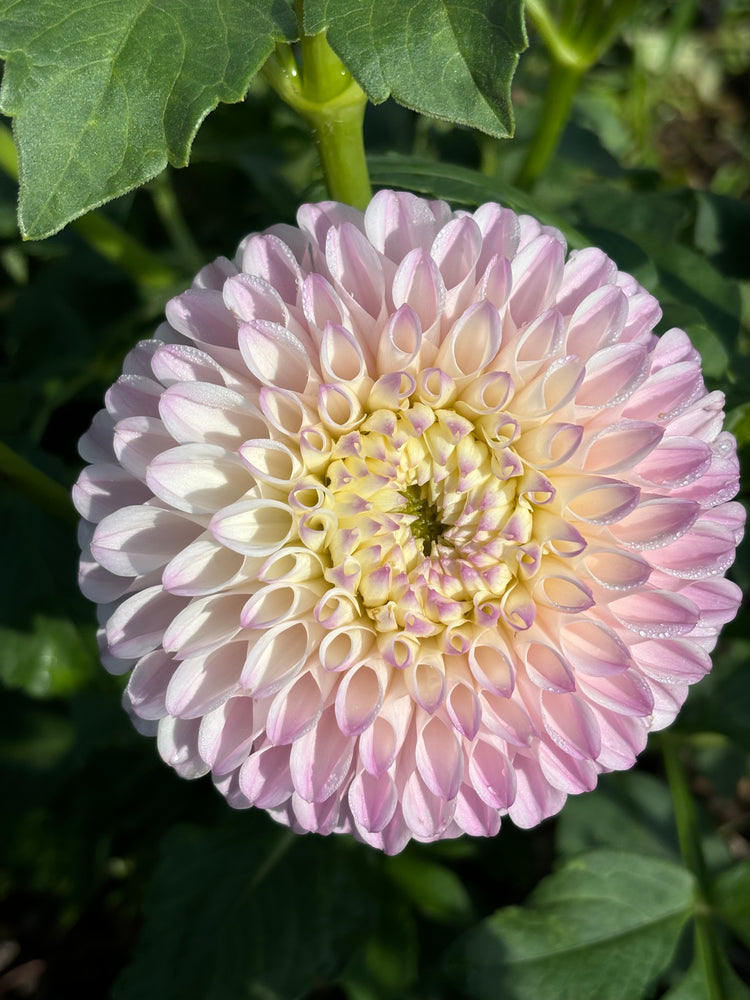 
                  
                    Pink Pearl Dahlia Tubers
                  
                