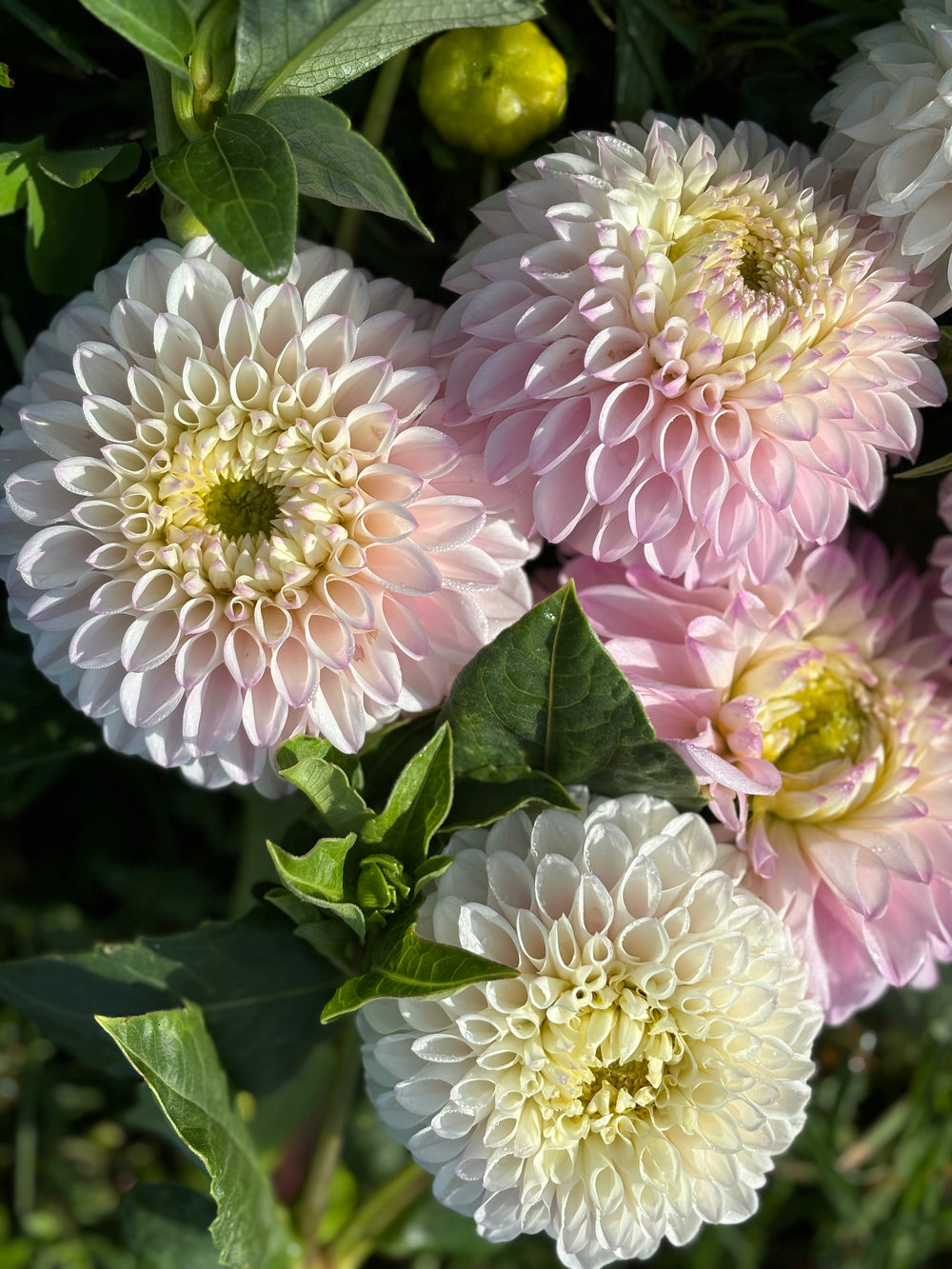 Pink Pearl Dahlia Tubers