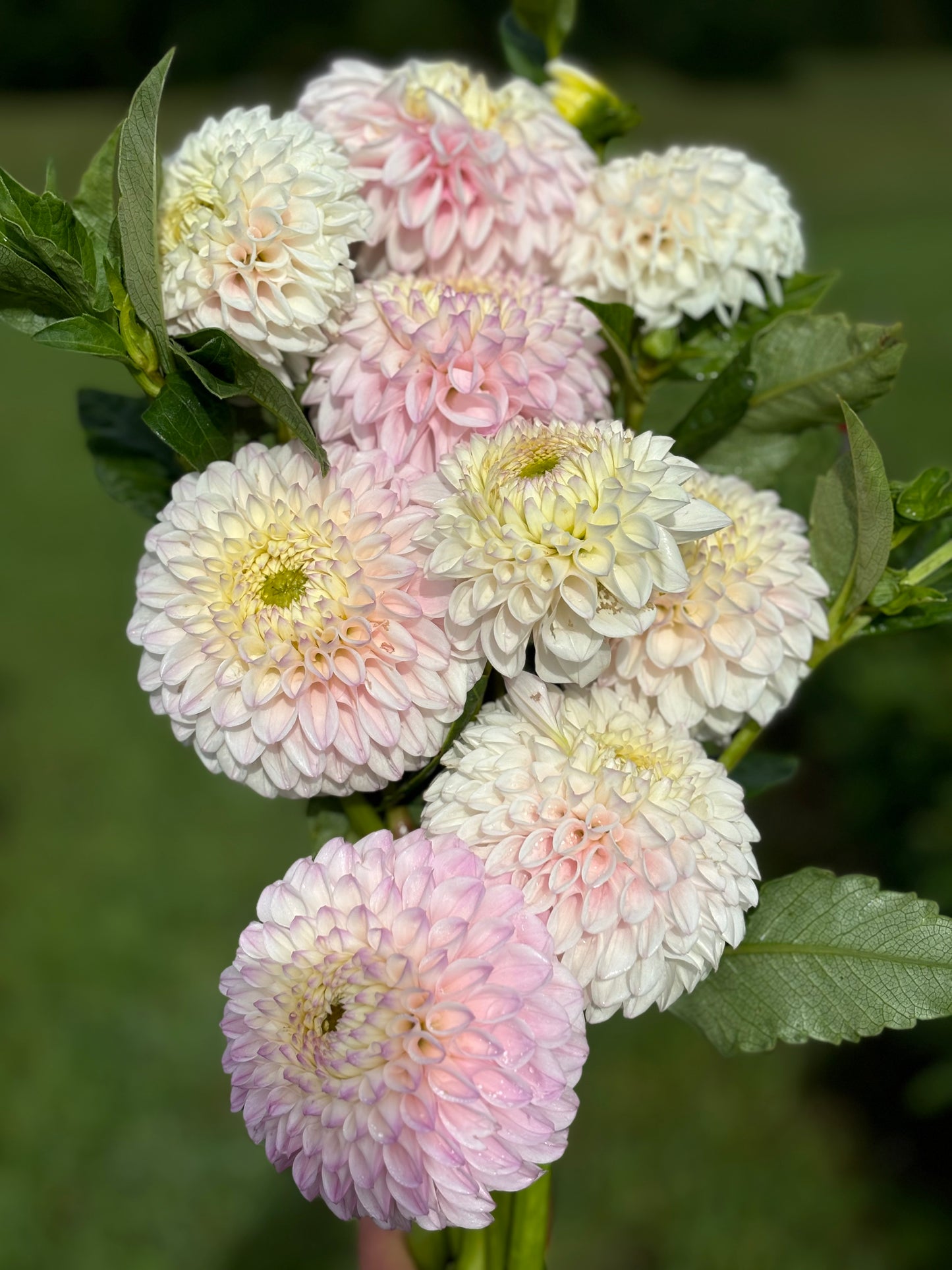 
                  
                    Pink Pearl Dahlia Tubers
                  
                