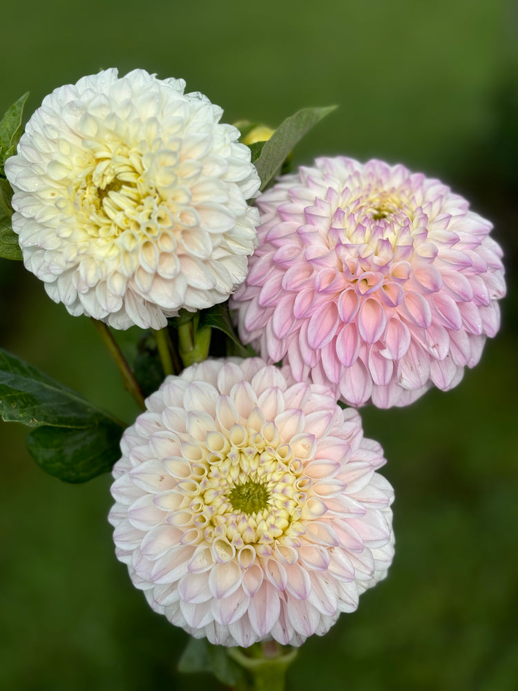 
                  
                    Pink Pearl Dahlia Tubers
                  
                