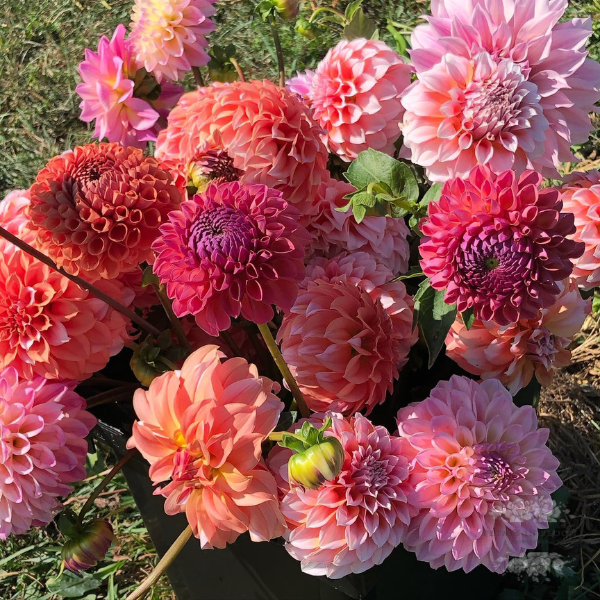 
                  
                    U-Pick Dahlias
                  
                