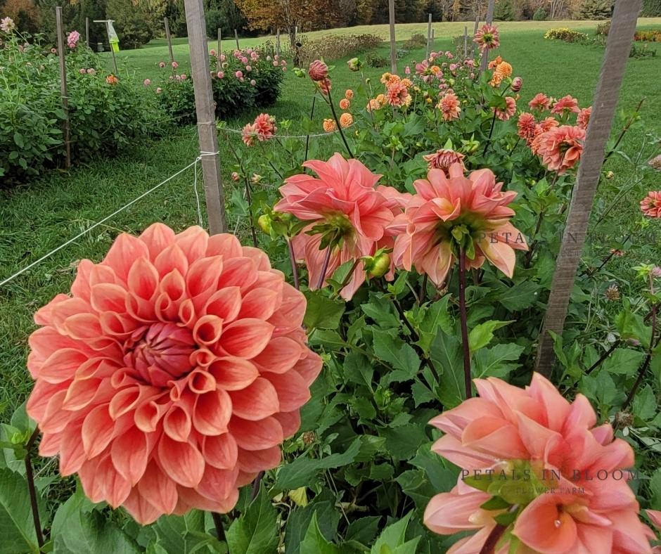 
                  
                    U-Pick Dahlias
                  
                