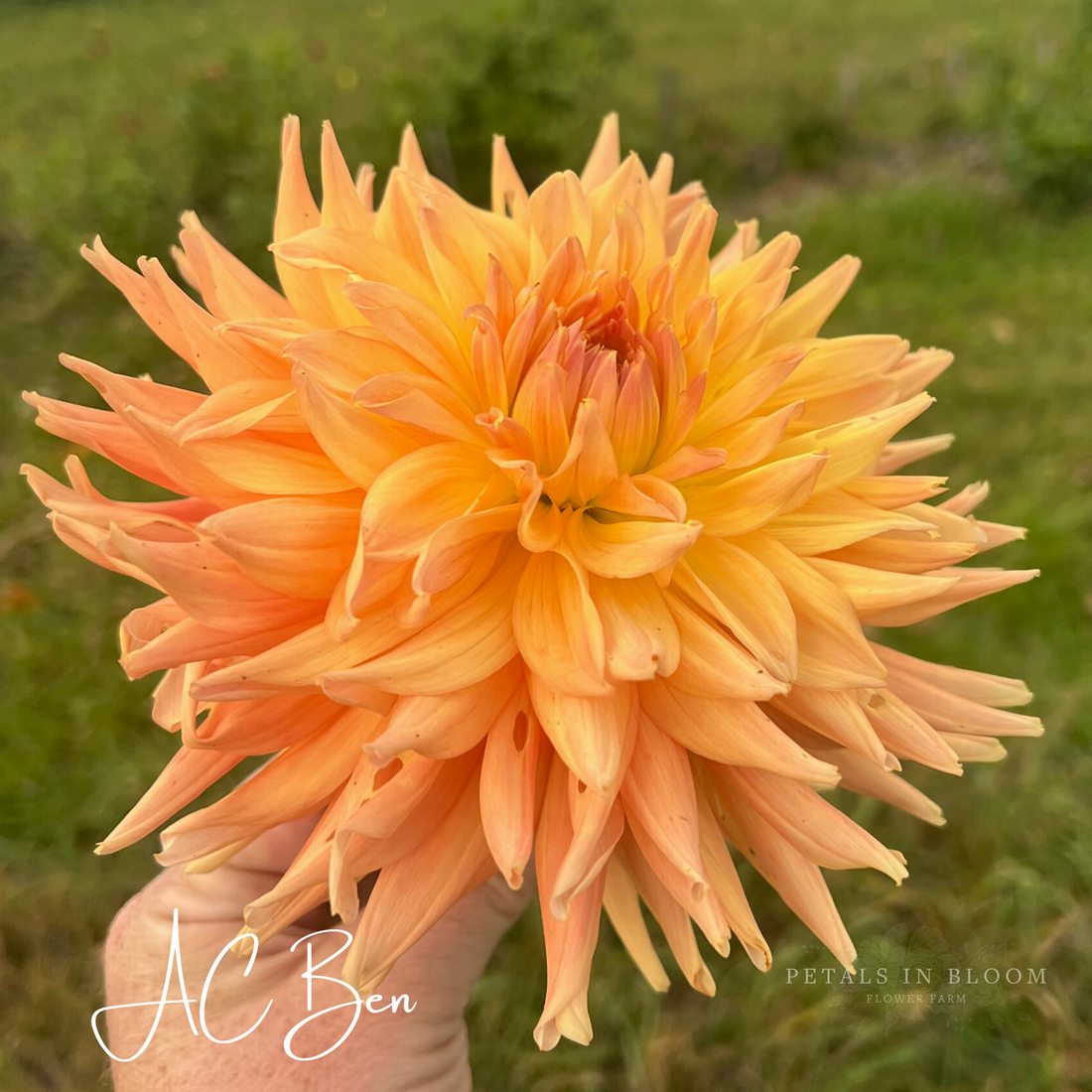 Dahlia Tubers Petals In Bloom Flower Farm