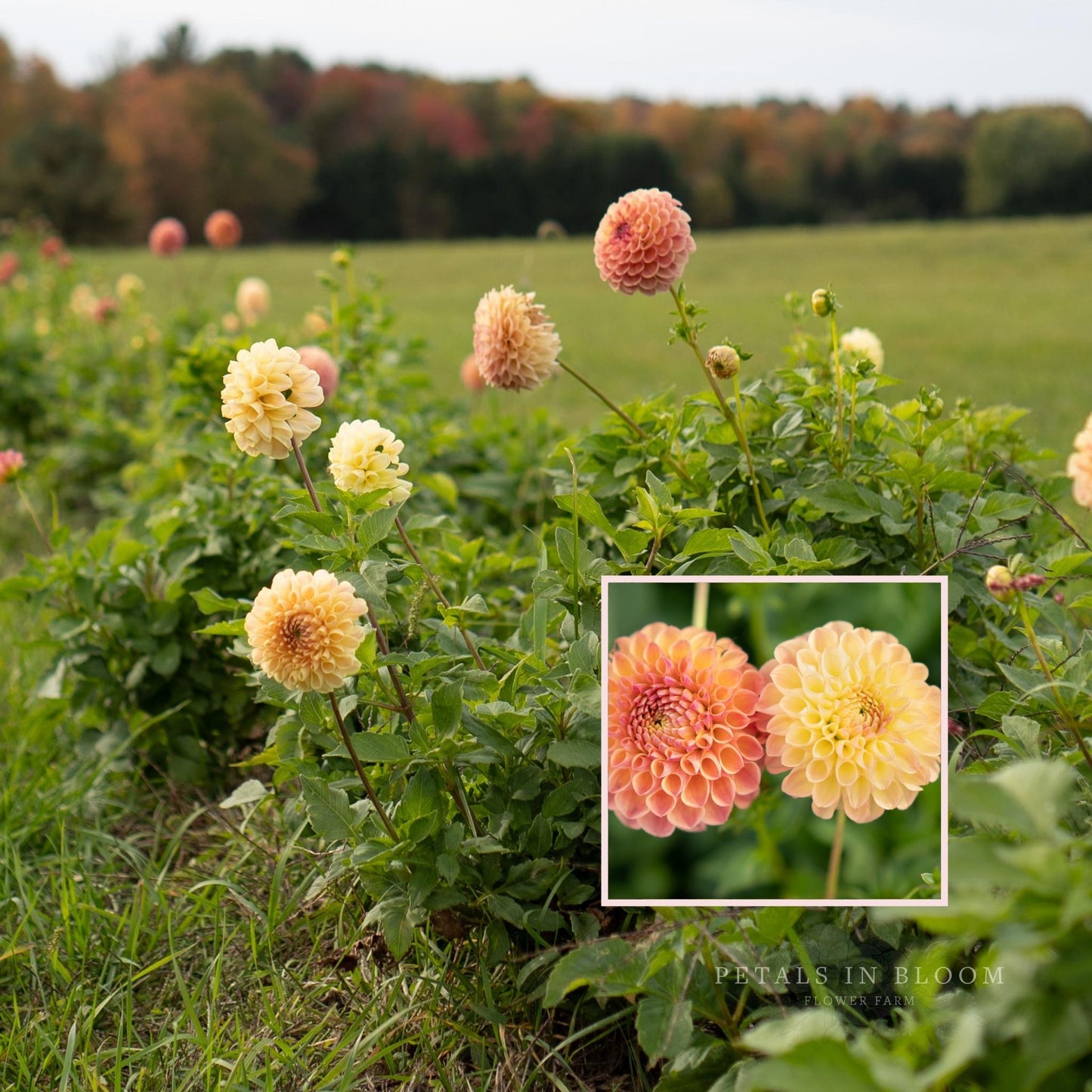 
                  
                    Crichton Honey Dahlia Tubers
                  
                