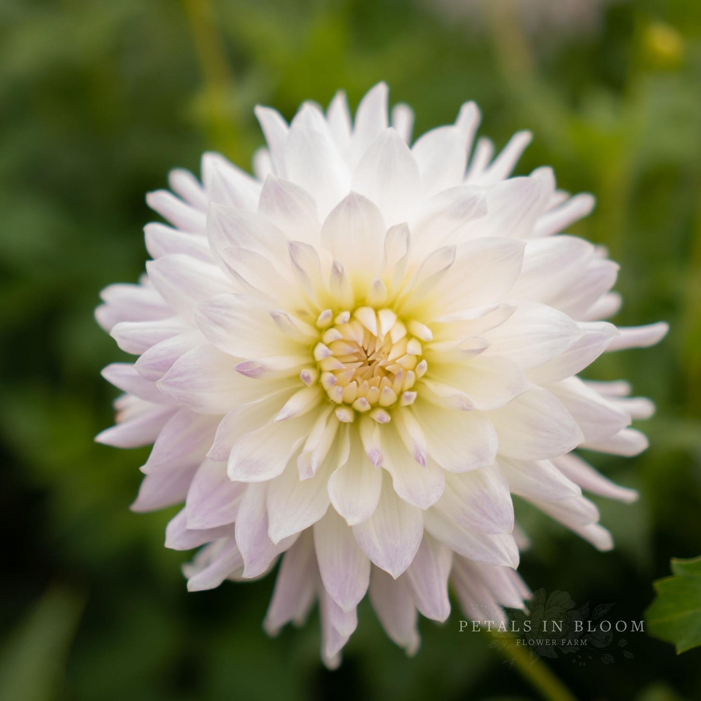 
                  
                    Clearview Orca Dahlia Tubers
                  
                