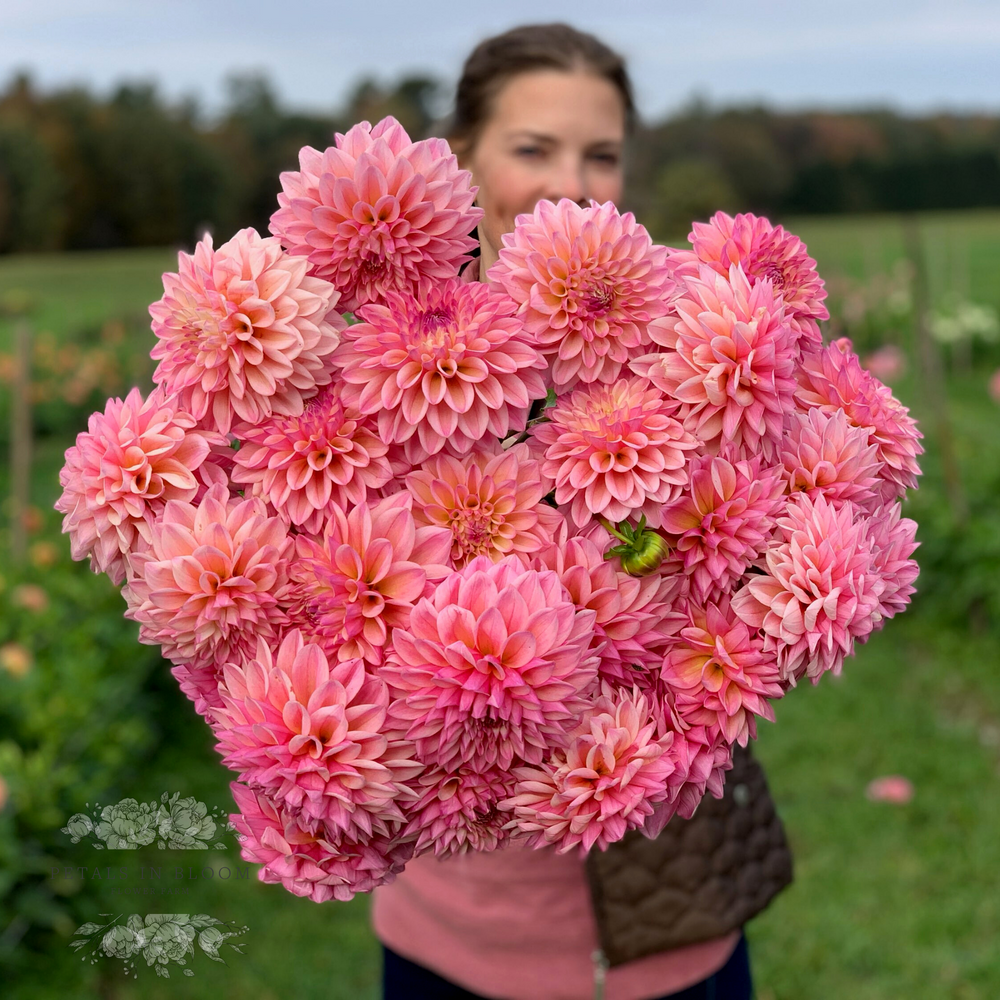 Disponible Donación Escritor Coralie Dahlia Tubers – Petals In Bloom Flower Farm