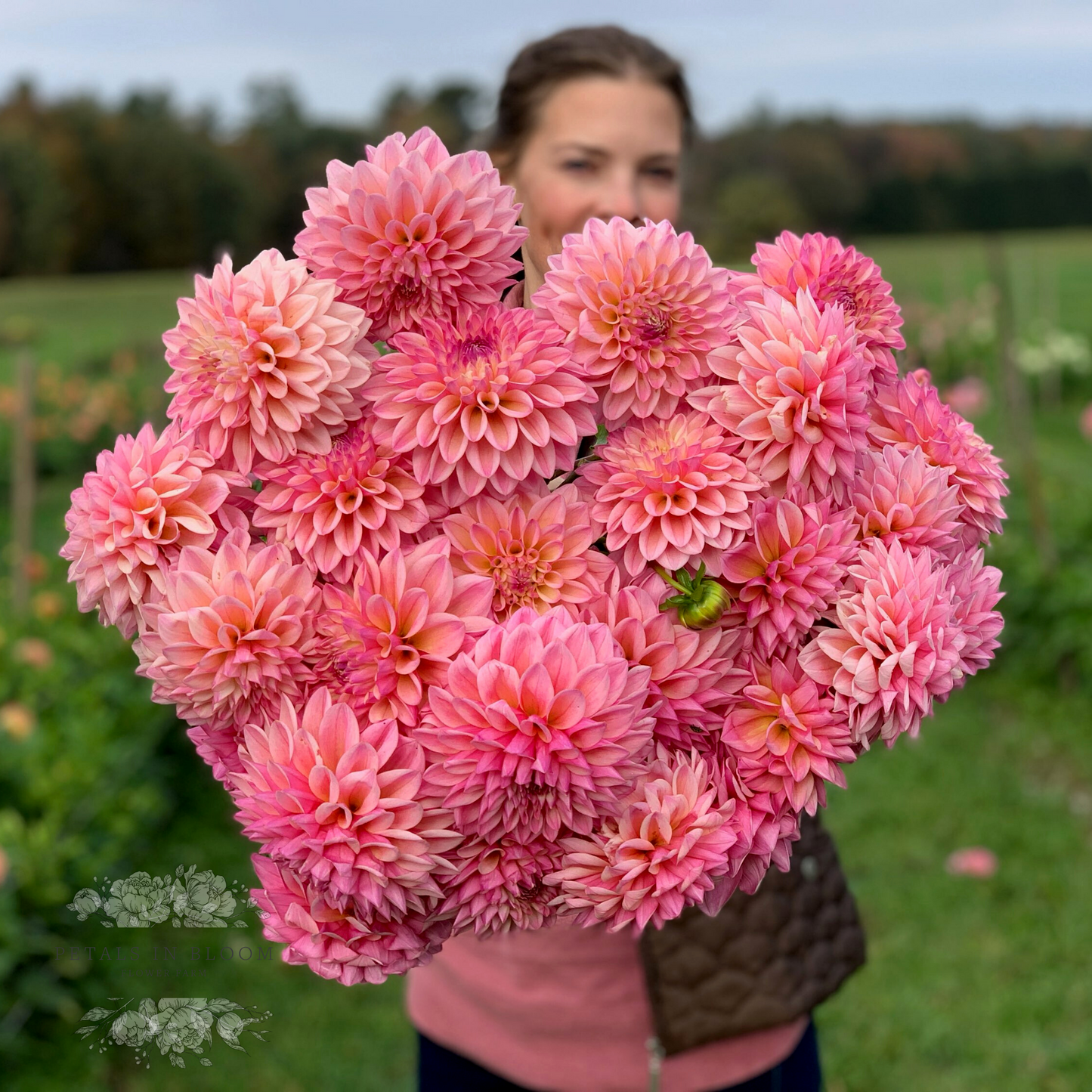 
                  
                    Coralie Dahlias are a sunrise in a bloom! Vibrant shades of pinks & light yellows are a sight to behold in any garden, bouquet or centerpiece. Come see our Coralie Dahlias on U-Pick Saturdays in September at Petals in Bloom Flower Farm Williamstown,NY
                  
                