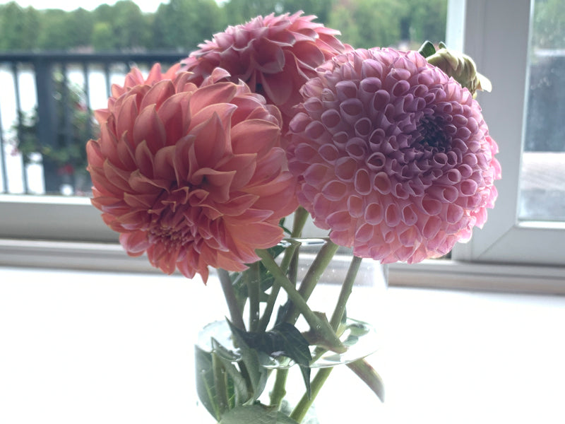 
                  
                    U-Pick Dahlias
                  
                