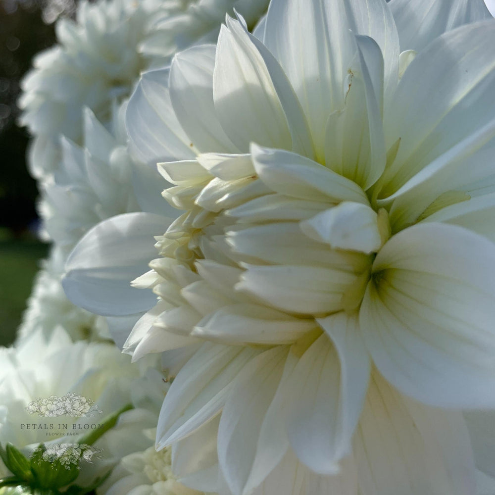 Gitts Attention Dahlia Tubers – Petals In Bloom Flower Farm