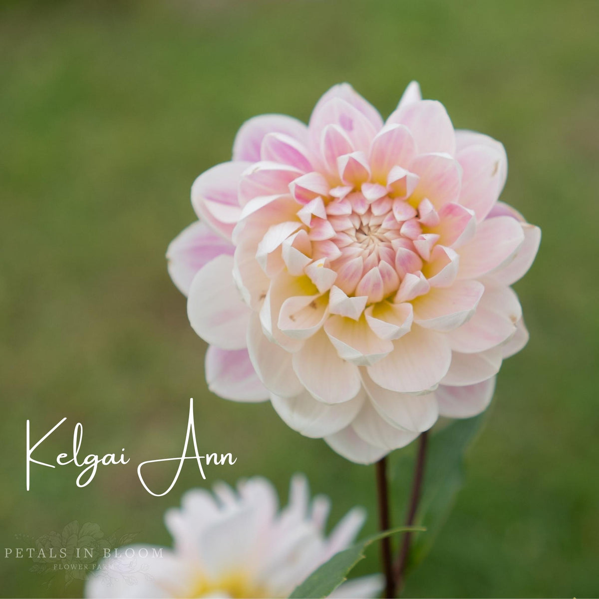 Kelgai Ann Dahlia Tubers Petals In Bloom Flower Farm