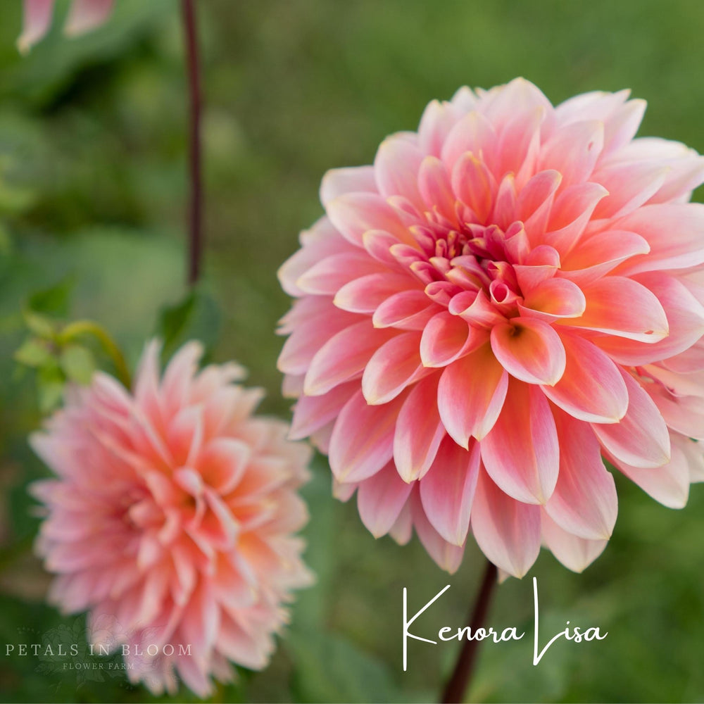 DAHLIA Zundert Mystery Fox Dahlia – Bear Creek Farm