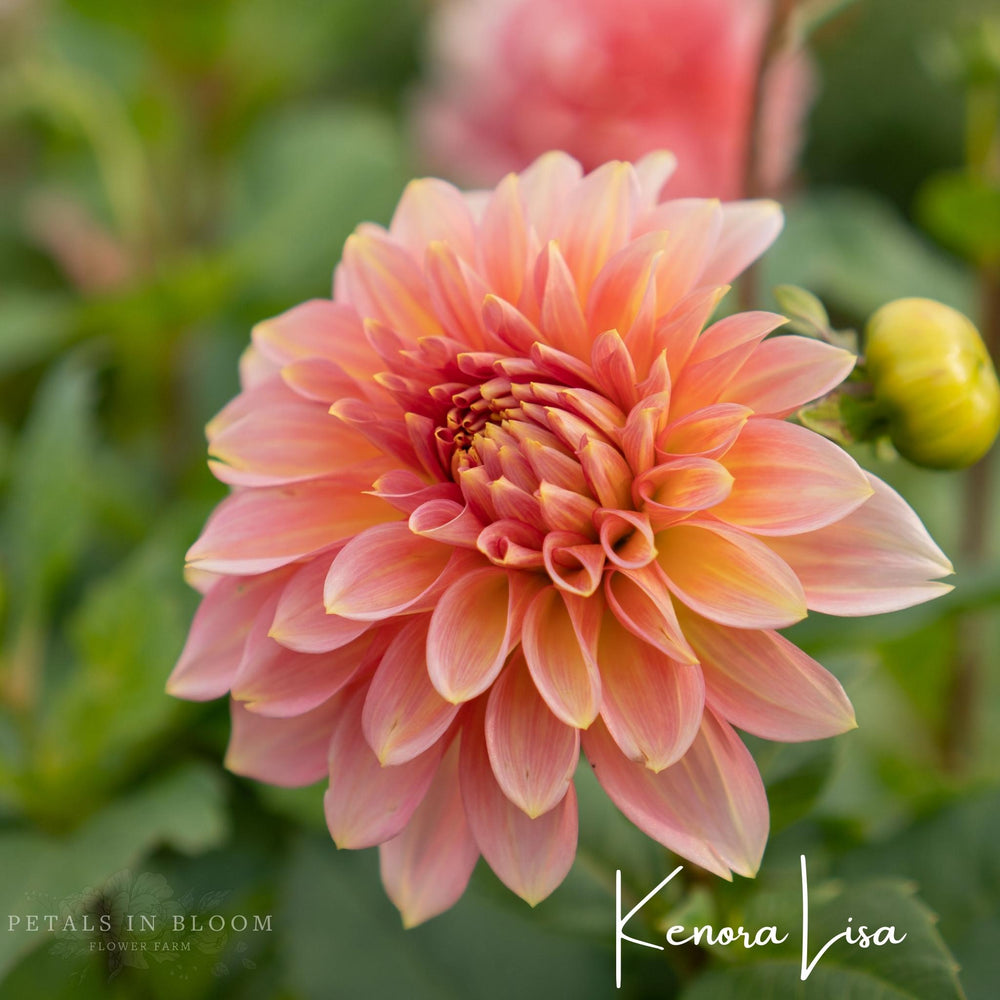 Kenora Lisa Dahlia Tubers – Petals In Bloom Flower Farm