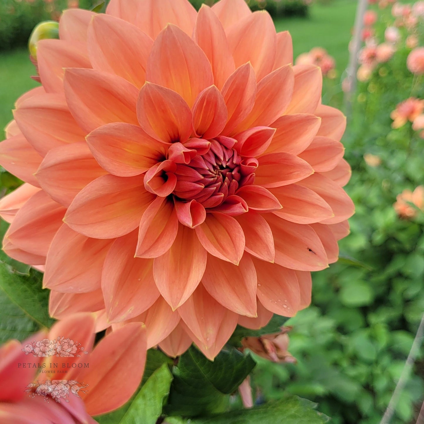 
                  
                    Nicholas Dahlia Tuber in rich cantelope and pink colors at Petals in Bloom Flower Farm
                  
                
