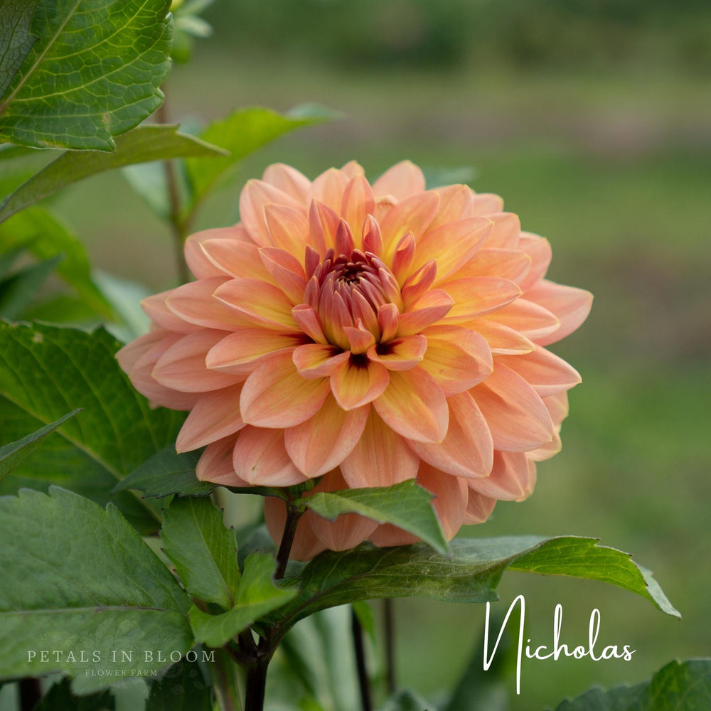 
                  
                    Nicholas Dahlia Tuber in pretty cantaloupe peachy with butter kissed petals at Petals in Bloom Flower Farm  
                  
                