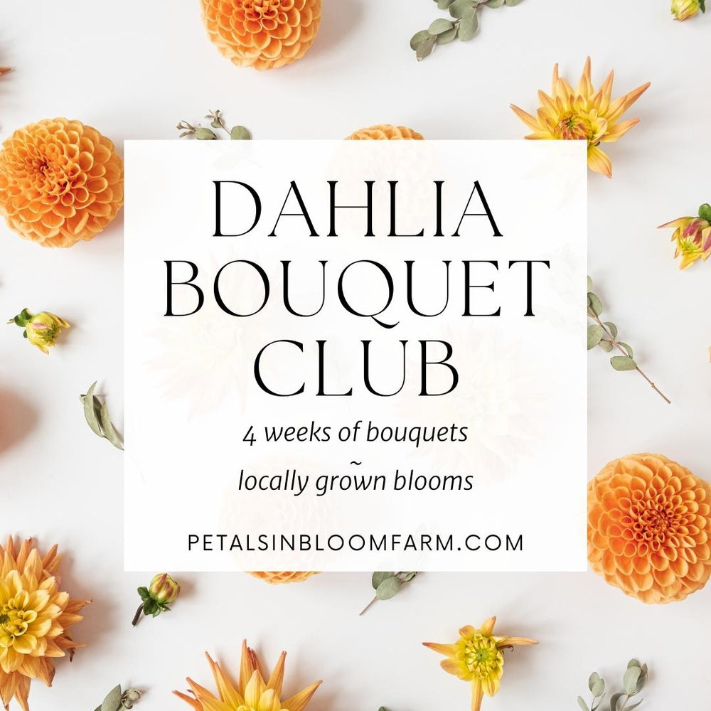 
                  
                    Dahlia Bouquet Club (CNY Local Only)
                  
                
