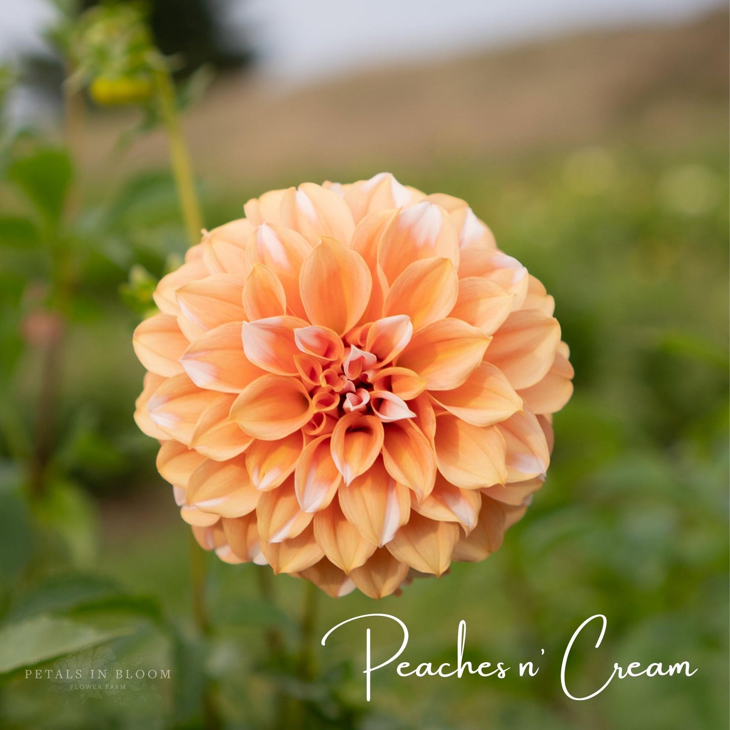 
                  
                    Peaches N' Cream Dahlia Tubers
                  
                