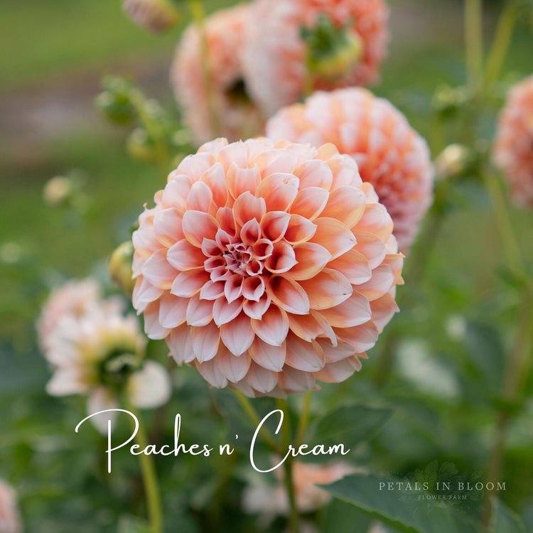Peaches N' Cream Dahlia Tubers Petals In Bloom Flower Farm