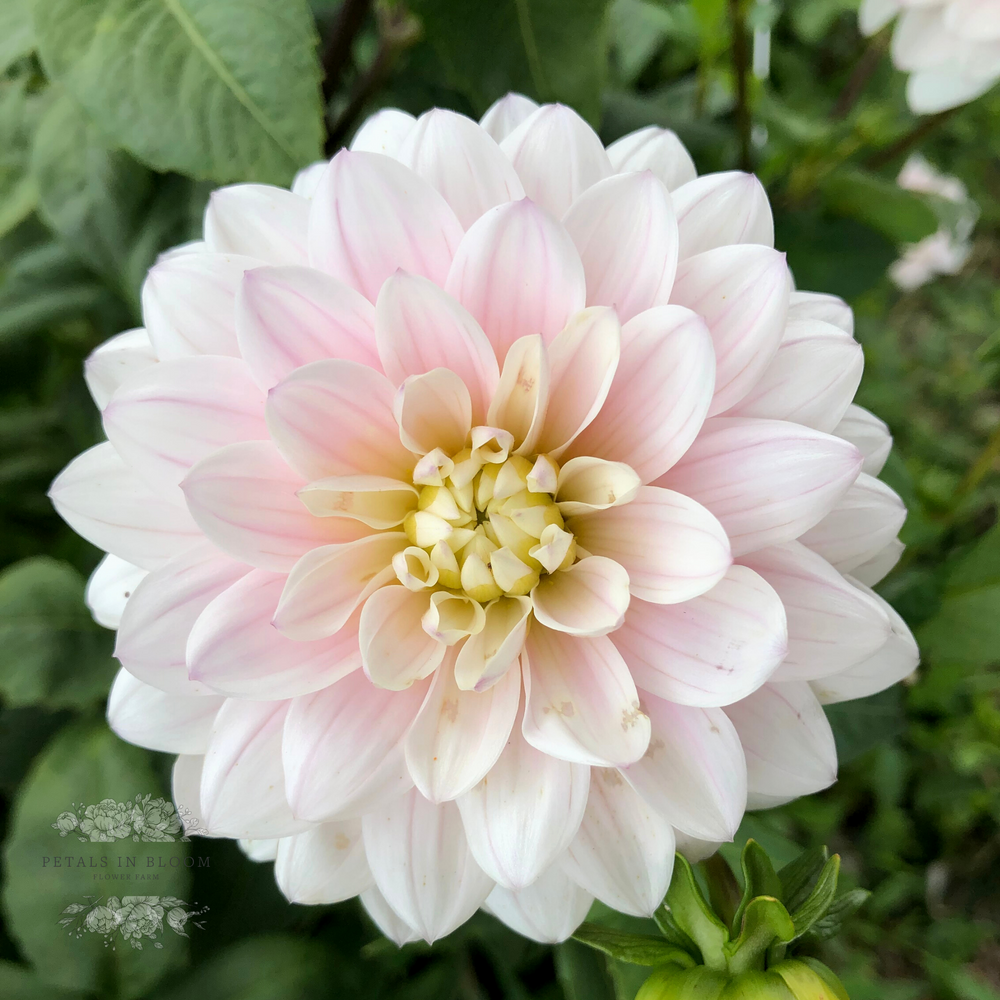 Silver Years Dahlia Tubers