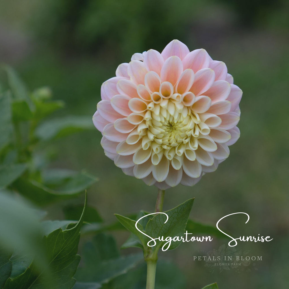 Sugartown Sunrise Dahlia Tubers – Petals In Bloom Flower Farm