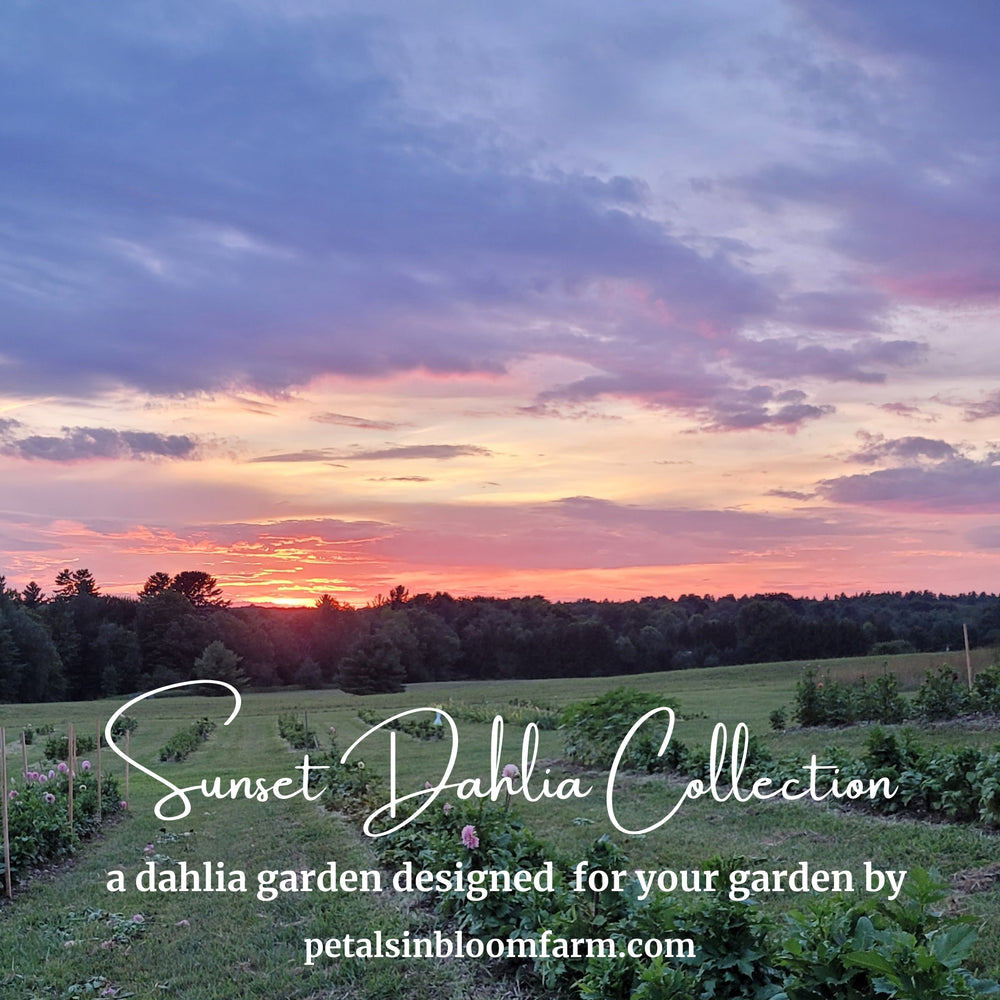
                  
                    2023 Sunset Dahlia Collection
                  
                