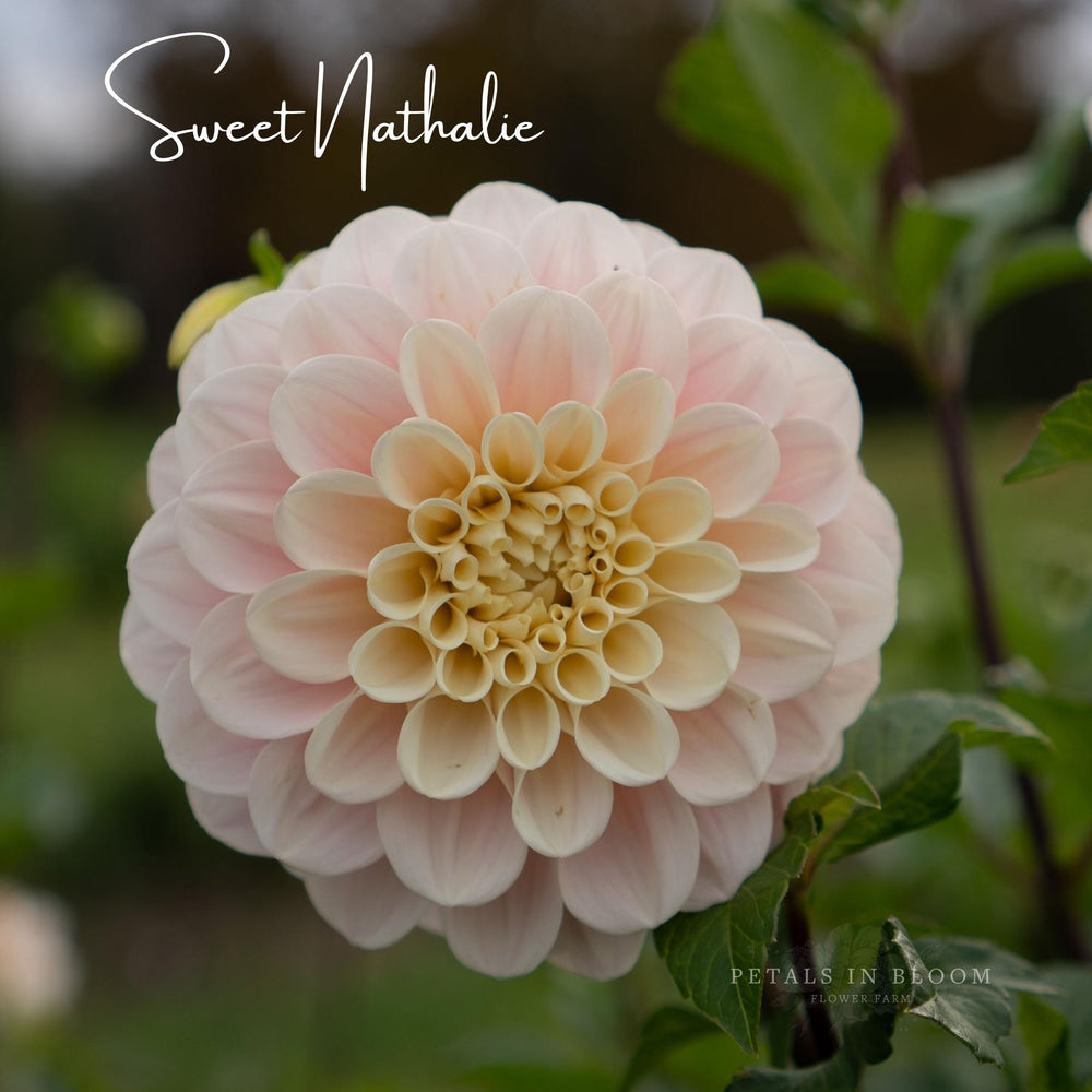 Sweet Nathalie Dahlia Tubers