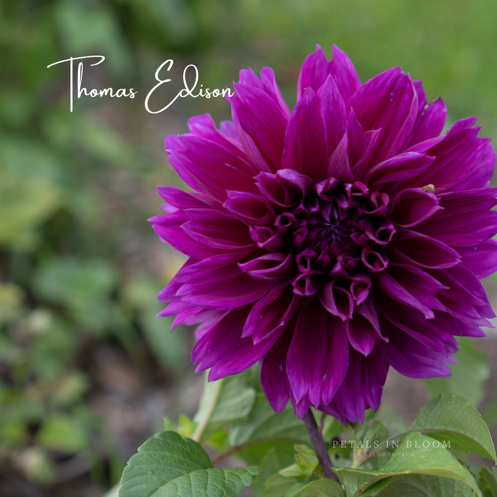 Thomas A Edison Dahlia Tuber Petals in Bloom Flower Farm Royal Purple Dahlias 