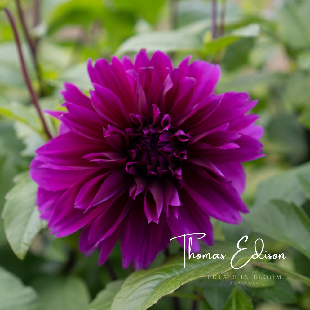 
                  
                    Thomas A Edison Dahlia Tuber Petals in Bloom Flower Farm Royal Purple Dahlias
                  
                