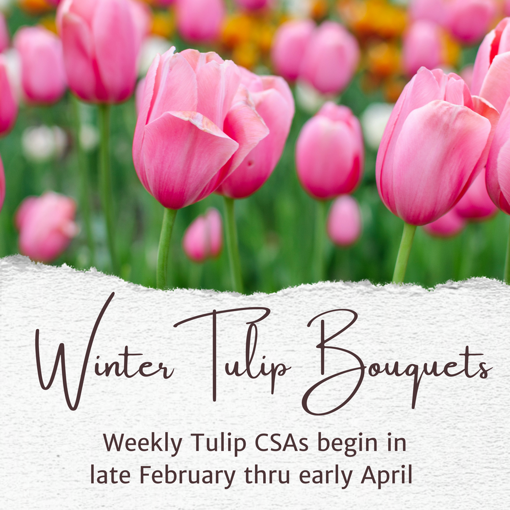 
                  
                    2022 Winter Tulip Bouquet CSA Shares           (LOCAL CNY AREA ONLY)
                  
                