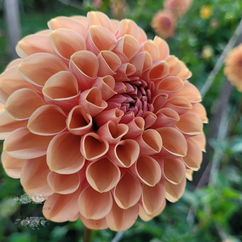 Valley Tawny Dahlia Tubers – Petals In Bloom Flower Farm