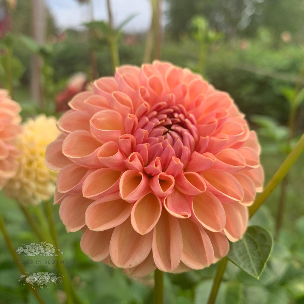 ダリアフラワー Valley Tawny Dahlia Tubers – Petals In Bloom Flower Farm