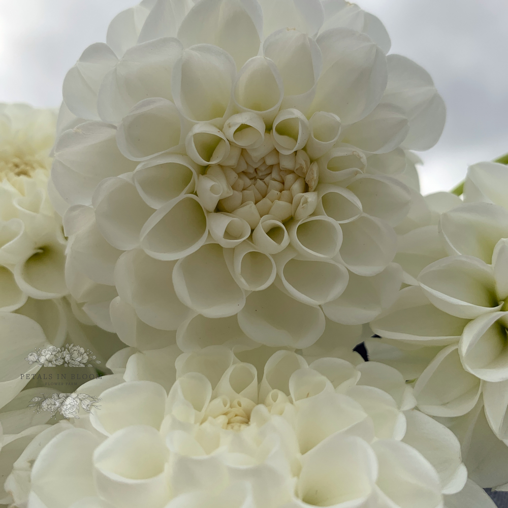white dahlia seeds Orsett Beauty Dahlia Tubers – Petals In Bloom Flower Farm